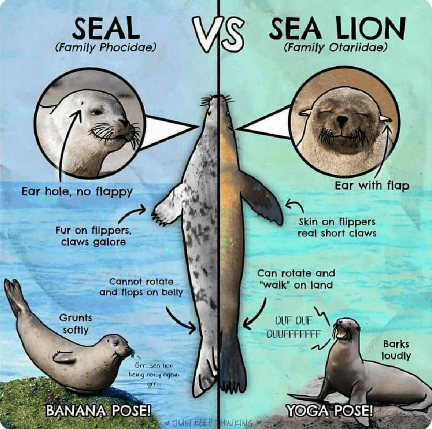 Seals or Sea Lions - What's the Difference? - La Jolla by the Sea