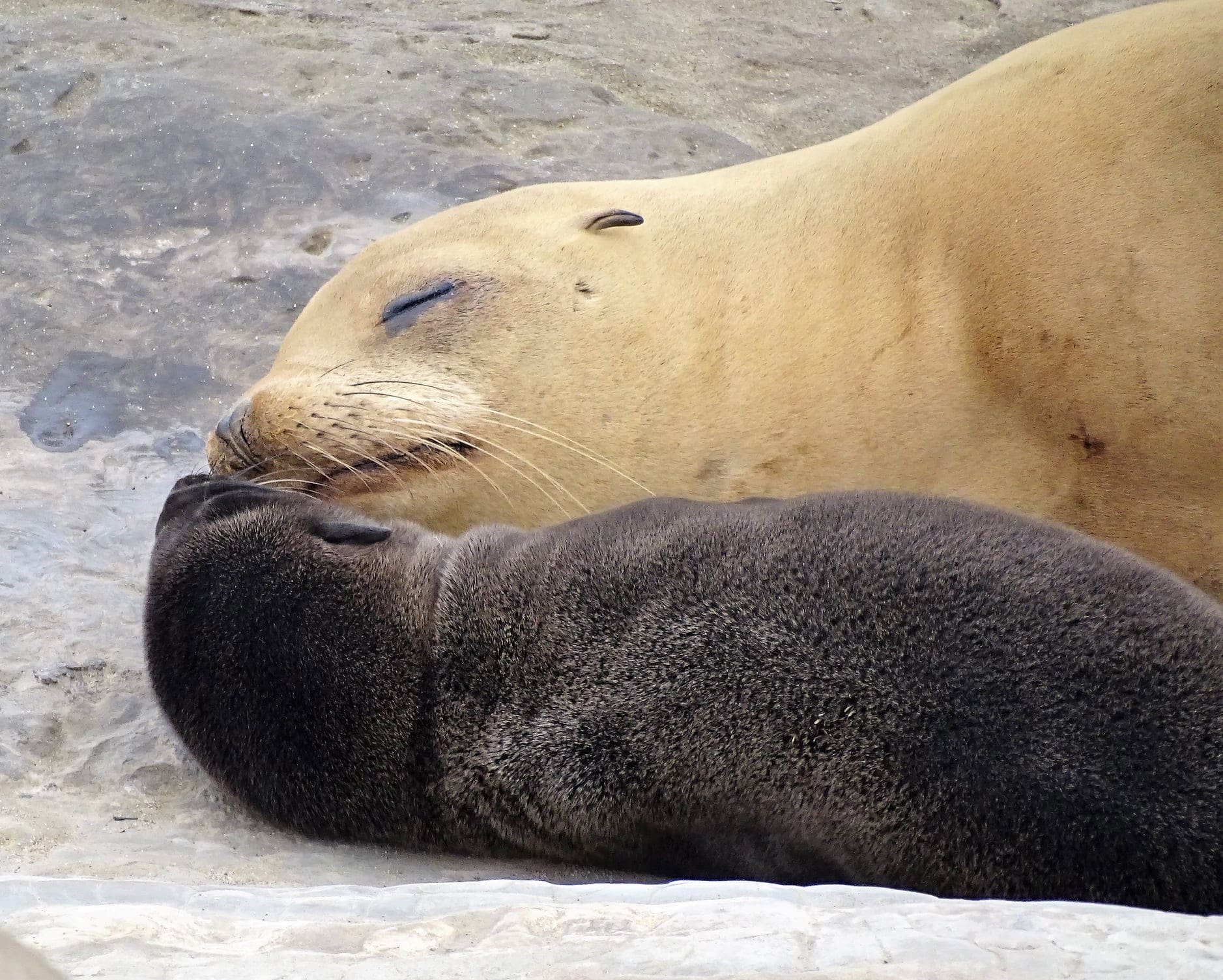 San Diego shuts popular beaches to protect sea lions
