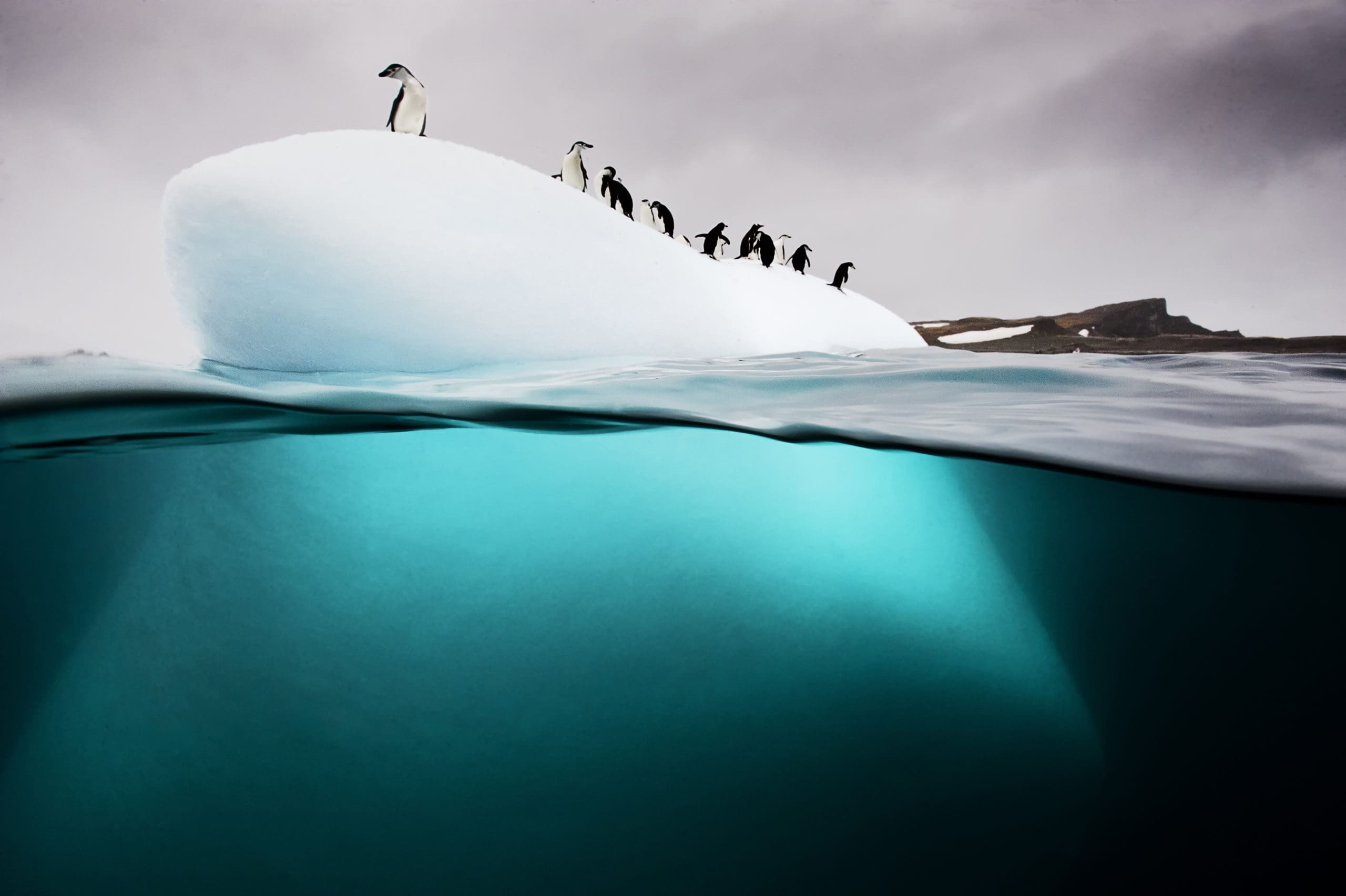 Chinstrap And Gentoo Penguins, Danko Island, Antarctica