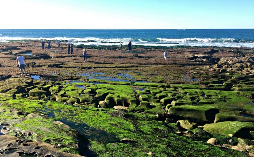 La Jolla Tide Pools – An Ecosystem at Your Feet