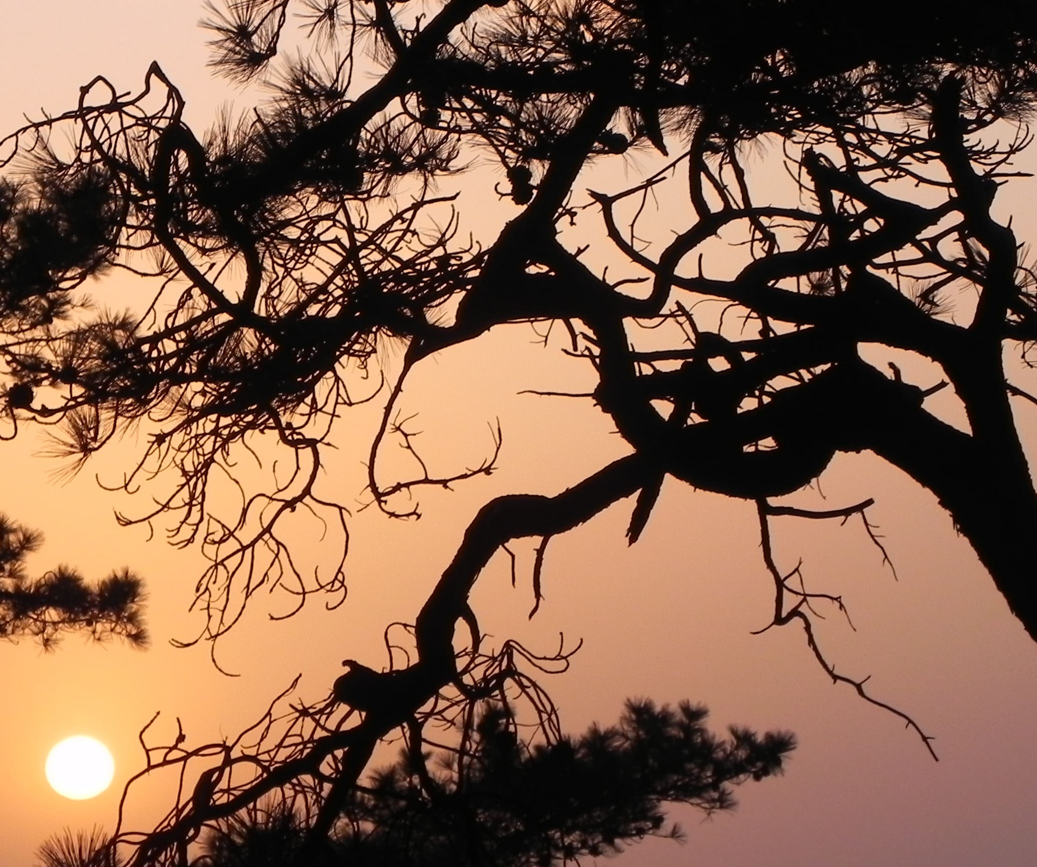 Sunset Torrey Pines Park