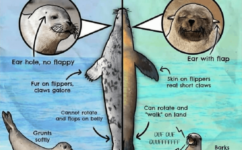 Seals or Sea Lions – What’s the Difference?