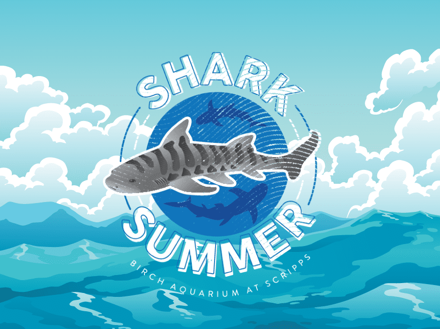 SharkSummer 889x665