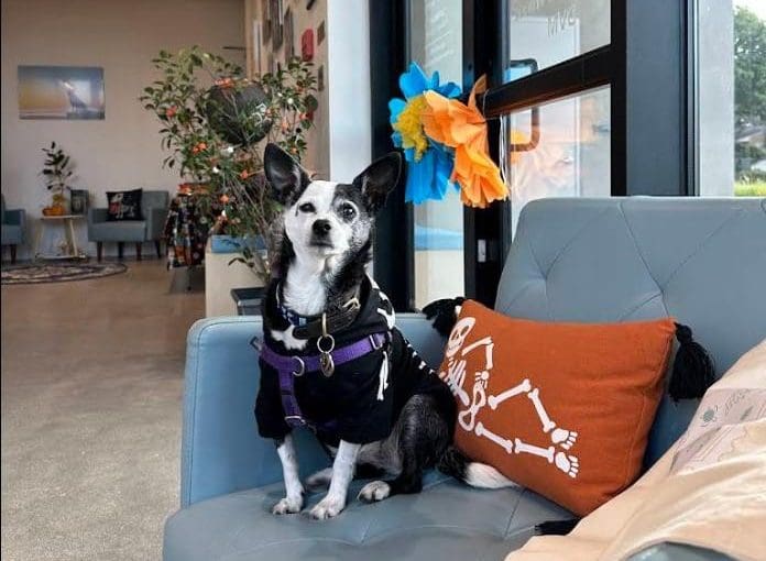 Pearl Street Pet Hospital La Jolla