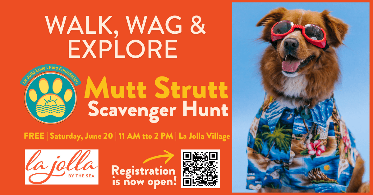 La Jolla Mutt Strutt And Scavenger Hunt (6)