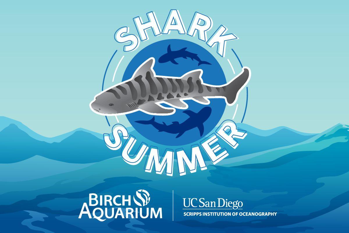 Shark Summer – Opening Day